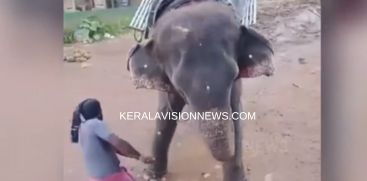 ELEPHANT SLAPPED AT MUNNAR ELEPJANT PARK
