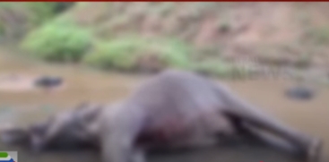 Wild Elephant Found Dead