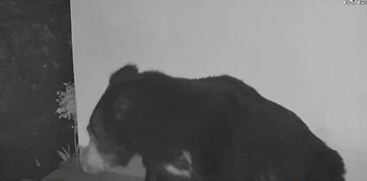 Bear Attack in Valparai: Workers Narrowly Escape