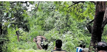 Rescue Mission for Injured Elephant PT 5 Begins