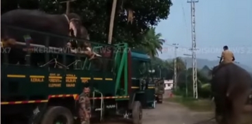 Kumki Elephants Deployed to Drive Away Rogue Elephant in Thrissur's Kuthiran
