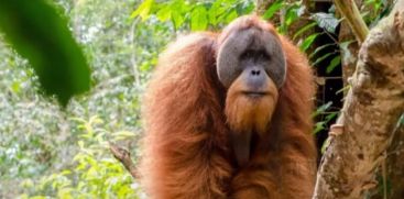 Facial injury to heal own wound with herbs by orangutan