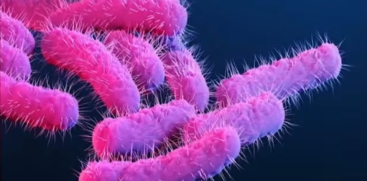 Two Children Diagnosed with Shigella in Thrissur