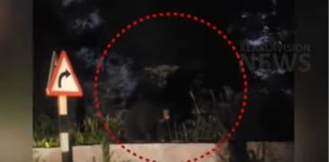 Wild Bear Ventures into Valparai Area in Tamil Nadu