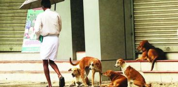 Stray dog ​​nuisance is rampant in Idukki Munnar town and surrounding areas