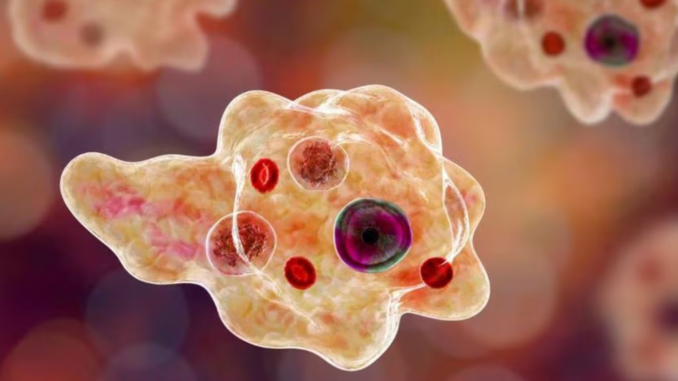 encephalitis in Kozhikode