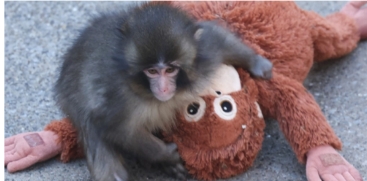 Baby Monkey Panj-kun 