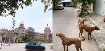 Karnataka Govt. Announces Compensation for Street Dog Attack Victims