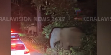 Wild Elephant Charges Car on Chalakudy-Malakkappara Route