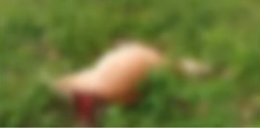 Leopard Kills Cow in Palappilly