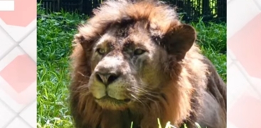  Lion 'Akash'