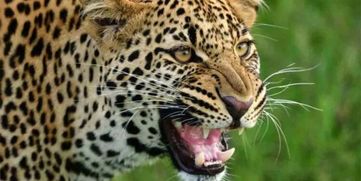 leopard