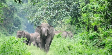 Wild Elephant Re-enters Residential Area in Kuthiran, Kerala