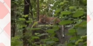 Leopard Spotted Again in Mailadi