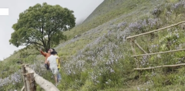 Neelakurinji Bloom in Munnar