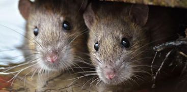 LEPTOSPIROSIS EXPLAINED