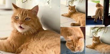 rex cat