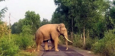 Wild Elephant Attack in Wayanad