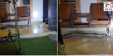 In Karassery, a python was caught from the verandah of the house