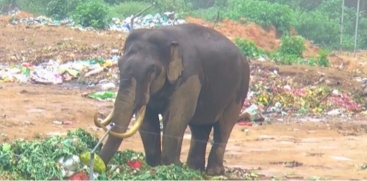 Wild Elephant Padayappa