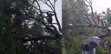 Tree aged hundred fell on the road in Peringavu