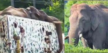 Arikomban in ailing Health
