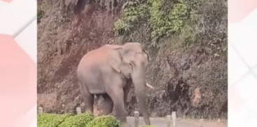 Human-Wildlife Conflict Rises in Munnar Amid Scorching Summer; Local Residents Alarmed