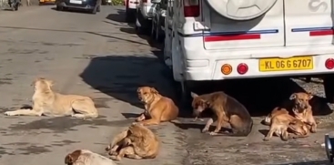 Stray Dog Attack in Munnar