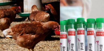 who-confirms-first-human-death-due-to-bird-flu