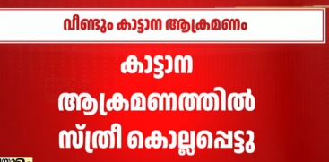 One Killed in Wild Elephant Attack in Idukki