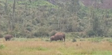 Wild Elephant 