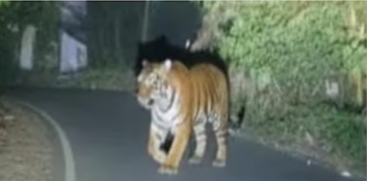 Tiger Sighting Reported in Kambalakkad Residential Area, Wayanad