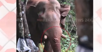 Injured Wild Elephant 'Manjakkomban' 