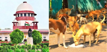 Supreme Court to Hear Petitions on Stray Dog Menace Again Today