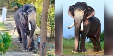 elephant