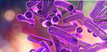 shigella
