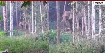 Wild Elephants 