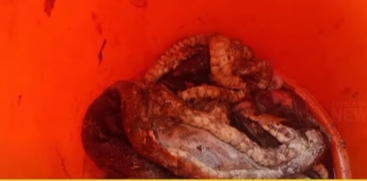 Two Arrested for Killing and Cooking Python