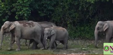 Telegram informs when elephants arrive; Forest department with a new idea to see elephants for tourists