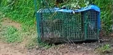 Man-Eater Tiger Caught in Cage in Malappuram Kalikavu