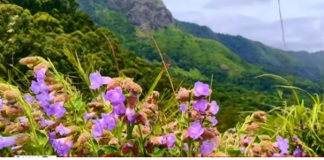Neelakurinji Flowers Bloom in Gudalur Hills