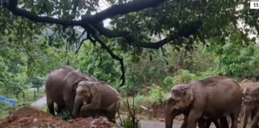 At Aralam Farm, the task of driving wild elephants into the forest continues