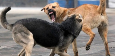 Street Dog Attack in Kayamkulam