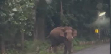 Wild Elephant Attacks Car at Thumboormuzhi,Kerala