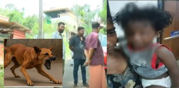 stray dog