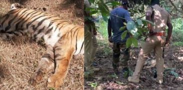 TIGERS DEAD