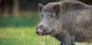 Wild Boar