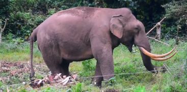 Kattukomban Padayappa again in Munnar