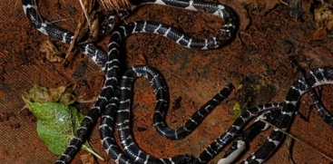 Kerala Snakebite Alert