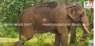 sadhu elephant